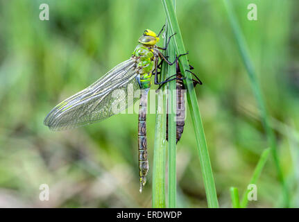 Frisch geschlüpfte Kaiser Libelle oder blau Kaiser (Anax Imperator), Familie Aeshnidae, Männlich, Schweiz Stockfoto