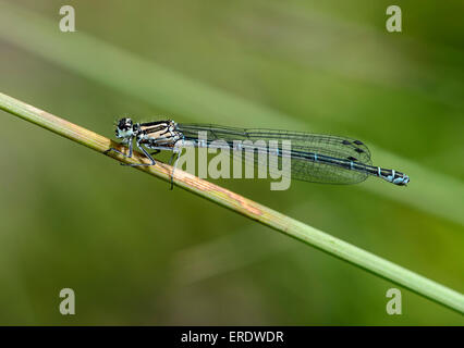 Weibliche Azure Damselfly (Coenagrion Puella), Befall mit Wasser Milbe Larven der Gattung Arrenurus, Schweiz Stockfoto