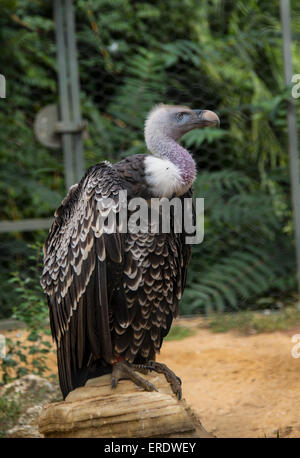 Rüppell Geier (abgeschottet Rueppellii), Zoologischer Garten, Bioparco di Roma, Rom, Italien Stockfoto