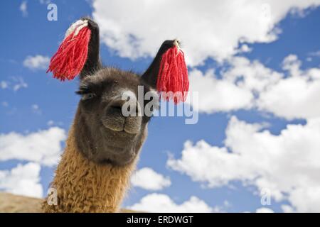 Lama-Porträt Stockfoto