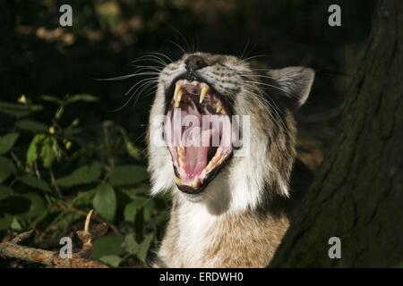 Europäischer Luchs Stockfoto