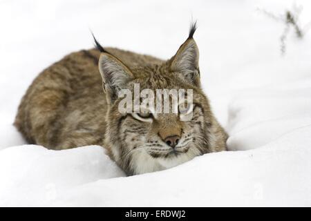 Europäischer Luchs Stockfoto