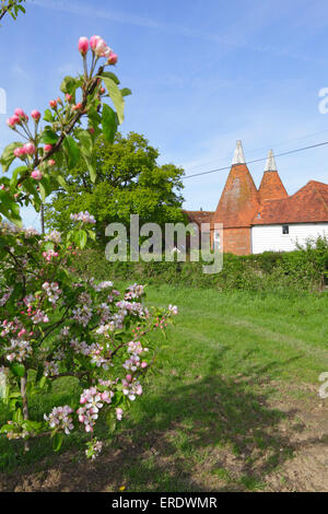 Frühling in Kent, Apfelblüte und Oast House, England, UK Stockfoto