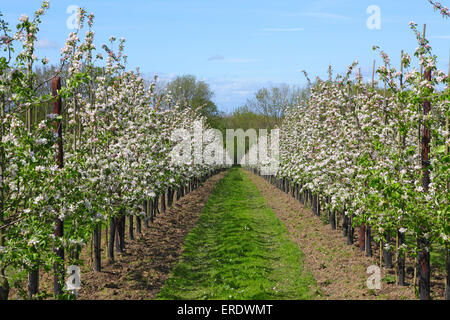 Apple Blossom in Kentish Orchard, Kent, England, Großbritannien Stockfoto