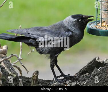 DOHLE Corvus Monedula kleinere Mitglied der Krähe Familie, eine intelligente Allesfresser Vogel Stockfoto