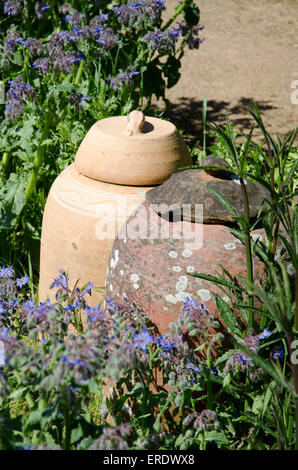 Zwei Terrakotta-Ton-Rhabarber zwingt Töpfe in einem Garten mit dem Kraut Borretsch Stockfoto