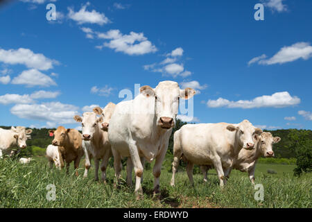 Charolais-Rinder hüten (Bos Primigenius Taurus) auf einer Weide, Graham, Texas, Vereinigte Staaten Stockfoto