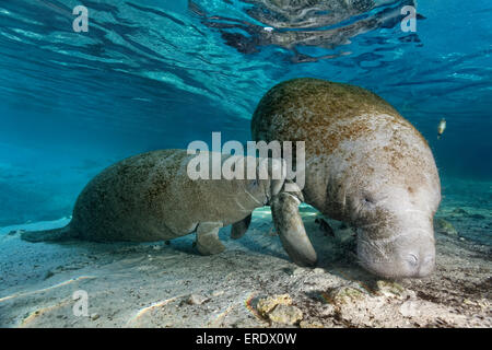 West Indian Manatee oder Meer Kuh (Trichechus Manatus), Mutter, Kuh füttern junges Kalb, Three Sisters Springs, Crystal River Stockfoto