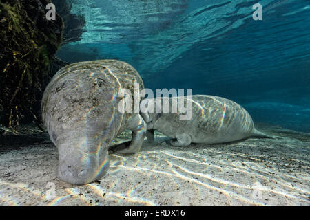 West Indian Manatee oder Meer Kuh (Trichechus Manatus), Mutter, Fütterung junges Kalb, Three Sisters Springs, Manatee Reserve Kuh Stockfoto