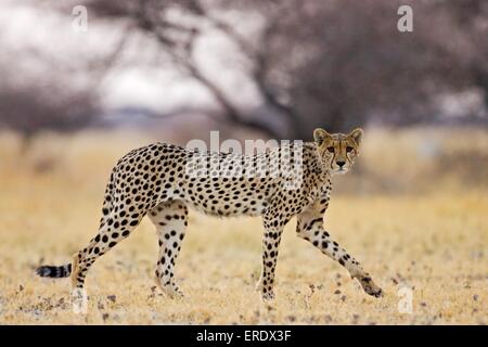 Gepard Stockfoto