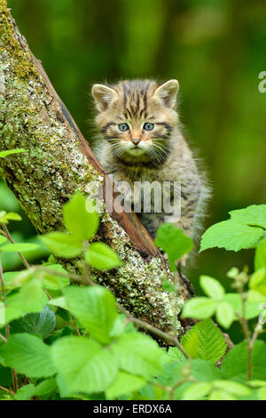 Junge Europäische Wildkatze (Felis Silvestris Silvestris), Langenberg, Langnau, Schweiz Stockfoto