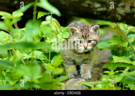 Junge Europäische Wildkatze (Felis Silvestris Silvestris), Langenberg, Langnau, Schweiz Stockfoto