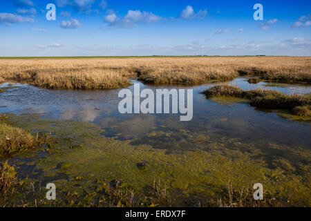 Nationalpark Wattenmeer, in der Nähe von Mandö Insel, Jütland, Nordsee, Dänemark Stockfoto