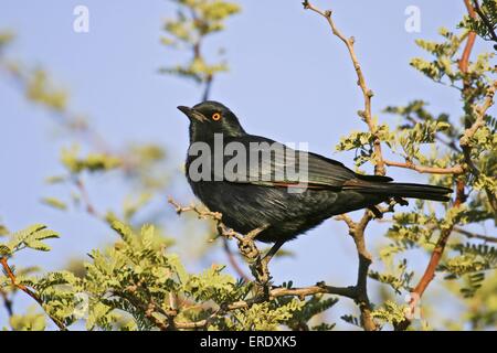 African Red-winged starling Stockfoto