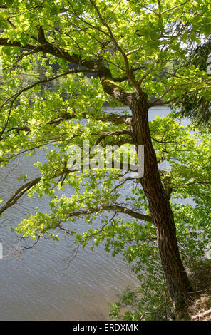 Englisch Eiche (Quercus robur) am Seeufer, hohenwarte, Naturpark Thüringer Schiefergebirge, Thüringen Stockfoto