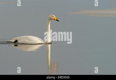 Singschwan (Cygnus Cygnus) Schwimmen im Wasser, Kuusamo, Finnland Stockfoto