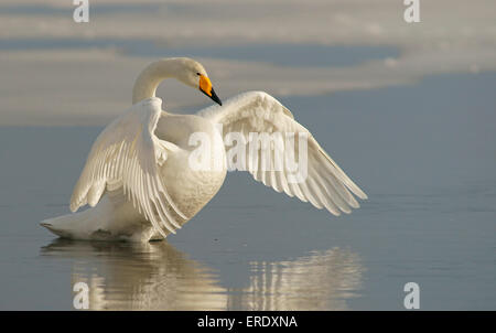 Singschwan (Cygnus Cygnus) im Wasser mit ausgebreiteten Flügeln, Kuusamo, Finnland Stockfoto