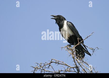 Pied Crow Stockfoto