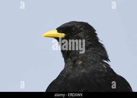 Yellow-billed Alpenkrähe Portrait Stockfoto