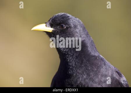 Yellow-billed Alpenkrähe Portrait Stockfoto