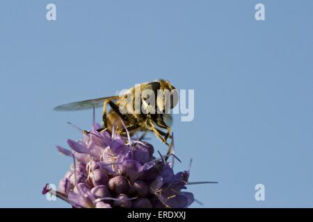 Westliche Honigbiene Stockfoto