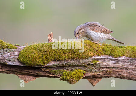 Wendehals (Jynx Torquilla), Nahrungssuche, mittlere Elbe-Biosphärenreservat, Sachsen-Anhalt, Deutschland Stockfoto