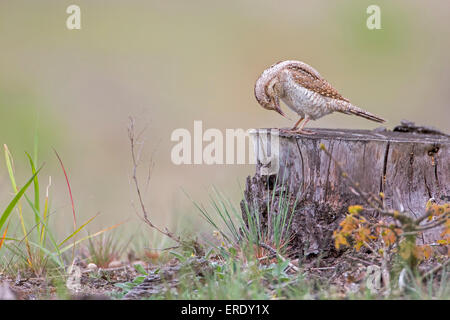 Wendehals (Jynx Torquilla), Nahrungssuche, mittlere Elbe-Biosphärenreservat, Sachsen-Anhalt, Deutschland Stockfoto