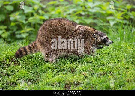 Waschbär (Procyon Lotor), Gefangenschaft, Saarland, Deutschland Stockfoto