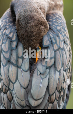 Doppel-crested Kormoran (Phalacrocorax Auritus) mit Kopf in Federn, Everglades-Nationalpark, Florida, USA Stockfoto