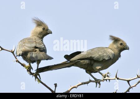 graue gehen-weg Vögel Stockfoto