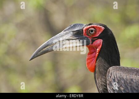 Südliche Hornrabe Stockfoto