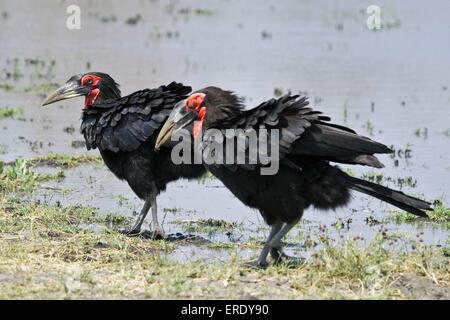 Südlichen Boden Nashornvögel Stockfoto