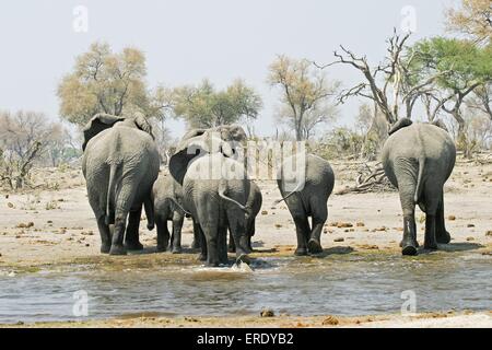 Afrikanische Elefanten Stockfoto