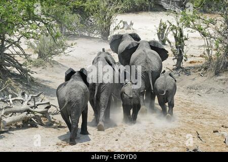 Afrikanische Elefanten Stockfoto