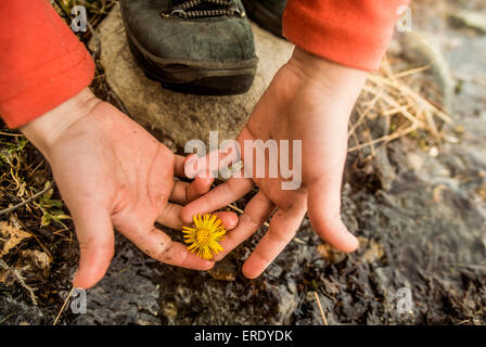 Nahaufnahme von Händen, die Blume Stockfoto