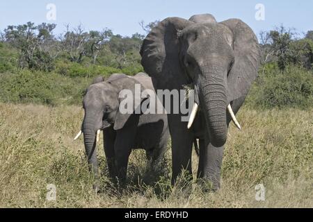 Afrikanische Elefanten Stockfoto
