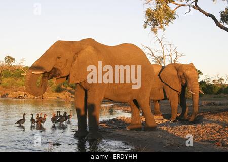 Afrikanische Elefanten Stockfoto