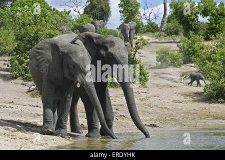 Afrikanische Elefanten Stockfoto