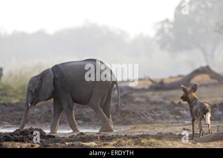 Afrikanischer Elefant und afrikanische Jagdhund Stockfoto