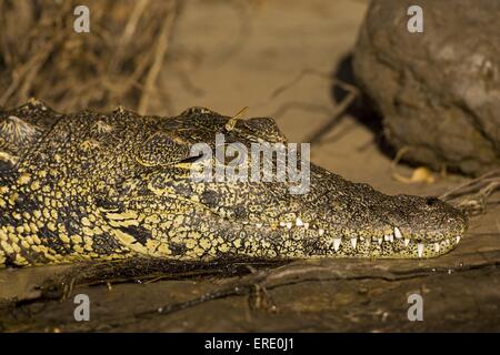 Nil-Krokodil und Libelle Stockfoto