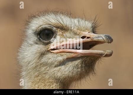 Strauß-Porträt Stockfoto