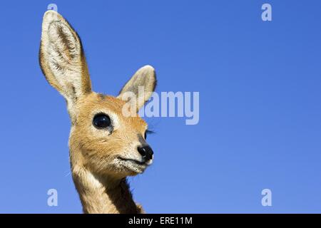 Steinböckchen Porträt Stockfoto