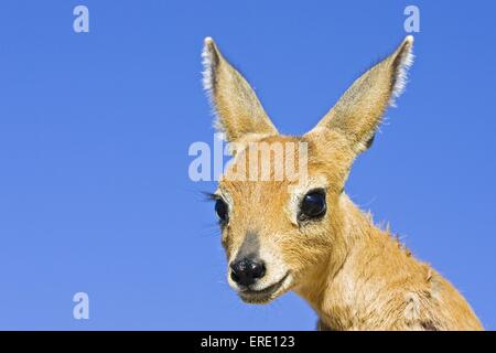 Steinböckchen Porträt Stockfoto