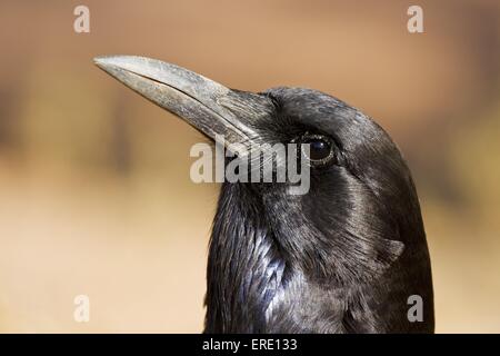 Kap-Krähe-Porträt Stockfoto