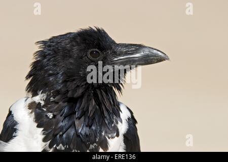 pied Crow Porträt Stockfoto