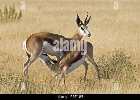 Springbock mit baby Stockfoto