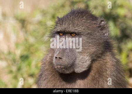 Gelbe Pavian-Porträt Stockfoto