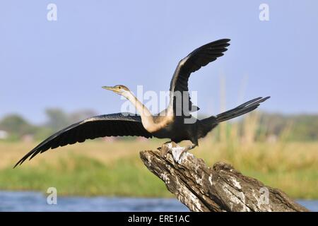 Afrikanische darter Stockfoto