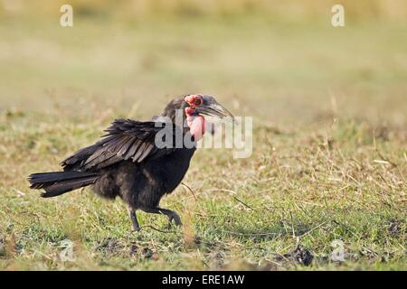 südliche Hornrabe Stockfoto