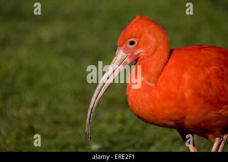 Scarlet ibis Stockfoto